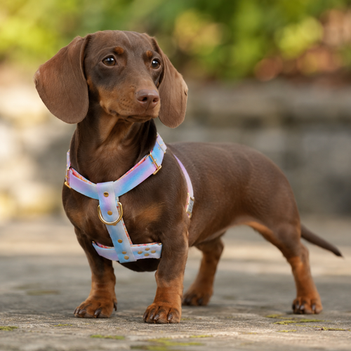 Aurora Harness